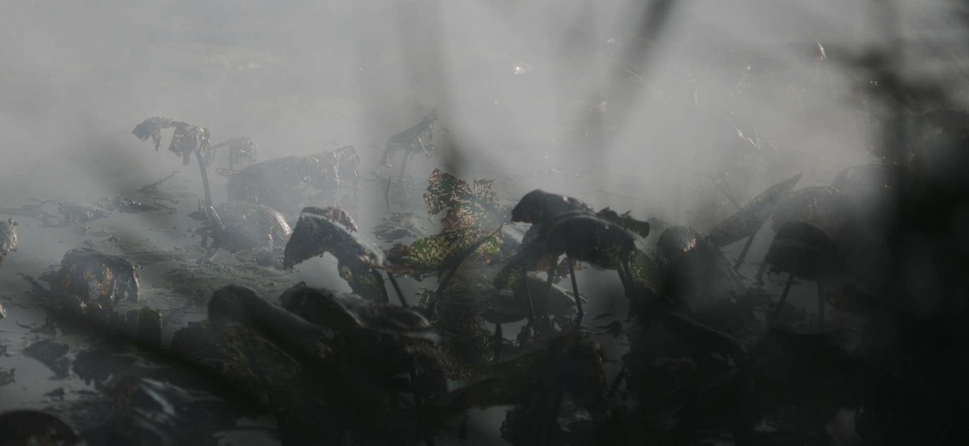 Ani Schulze, Merchants Freely Enter [filmstill], 2017