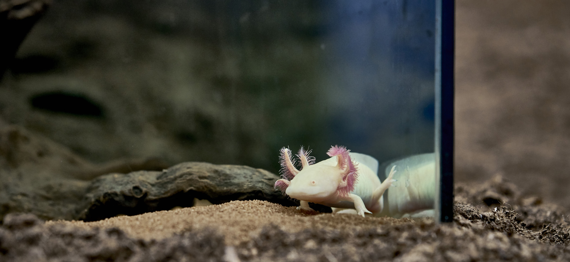 Mathieu Mercier, Ohne Titel (Axolotl-Paar), 2012, Detail, © VG Bild-Kunst, Bonn 2017